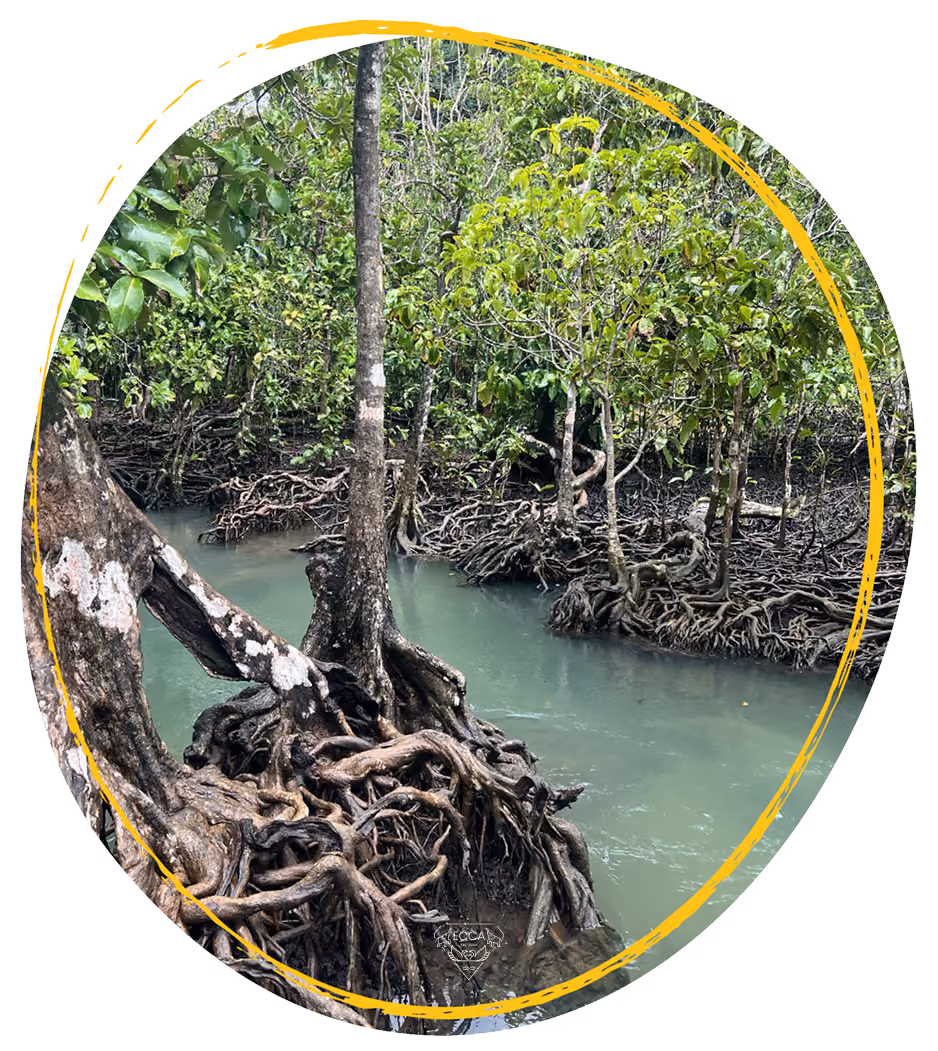 A mangrove forest, its tangled aerial roots standing in still green water.