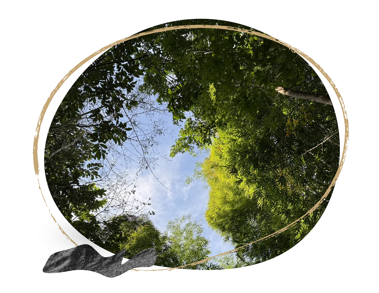 Looking up through the canopy of a community forest to the sky.