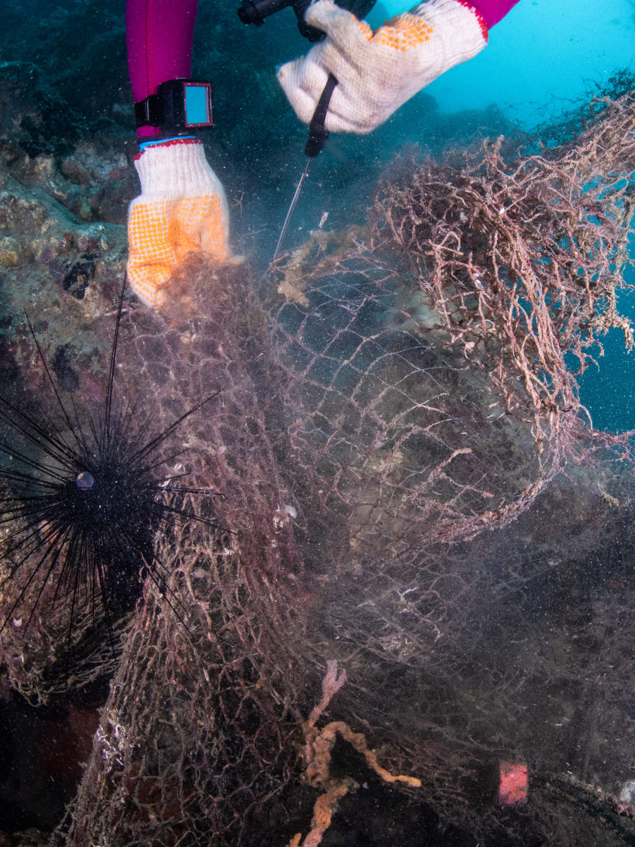 Divers Untangling Discarded Fishing Nets Challenge